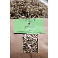 Эхинацея Эхинацея